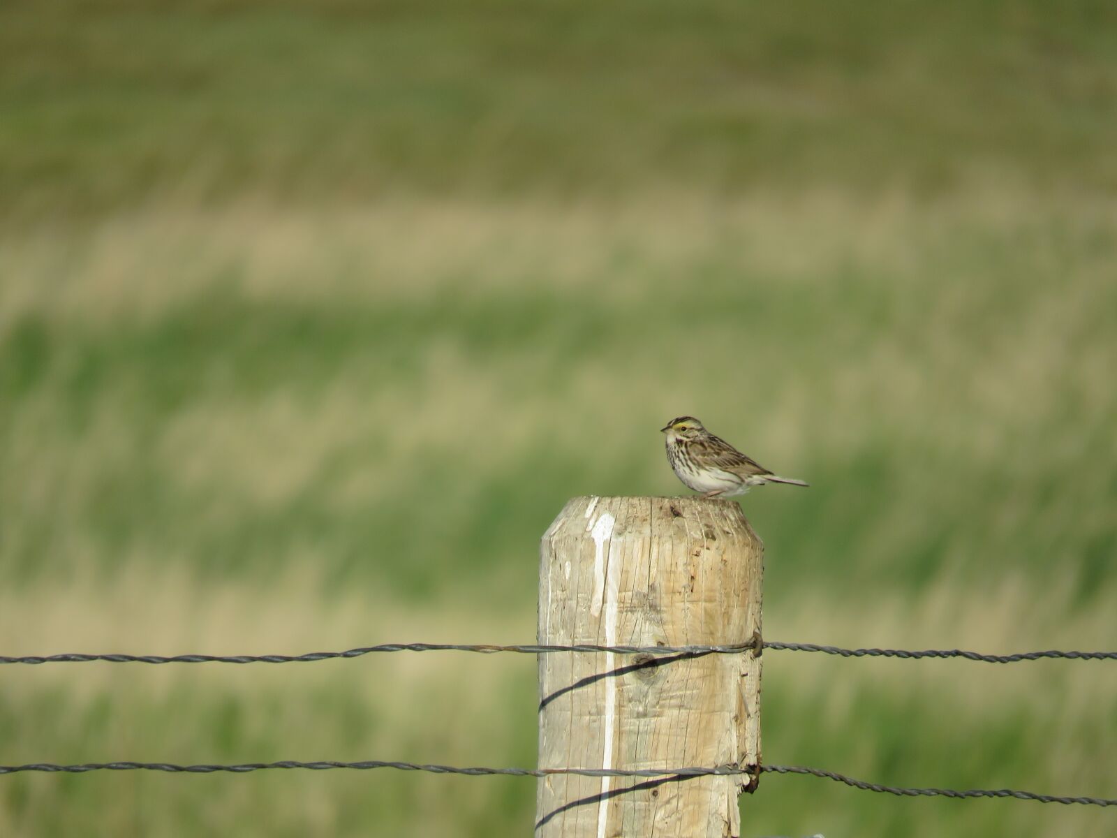 Canon PowerShot SX60 HS sample photo. Sparrow, fence, nature photography