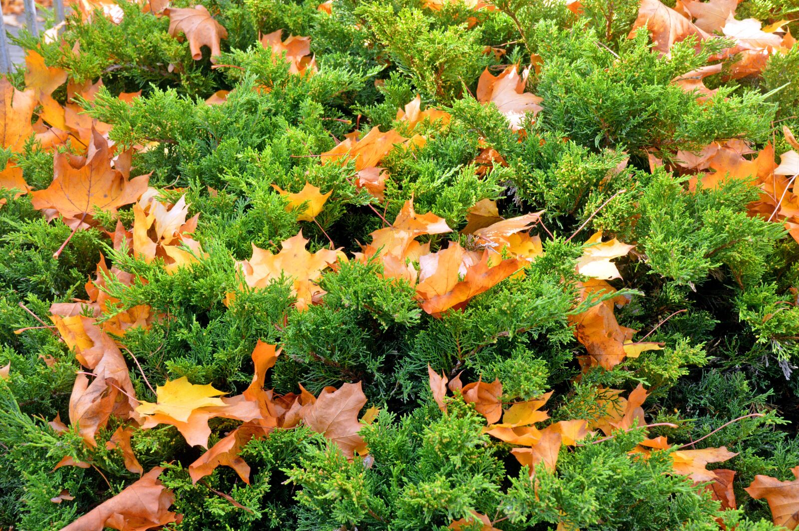 Nikon D3200 sample photo. Herbst, ahorn, kontraste photography