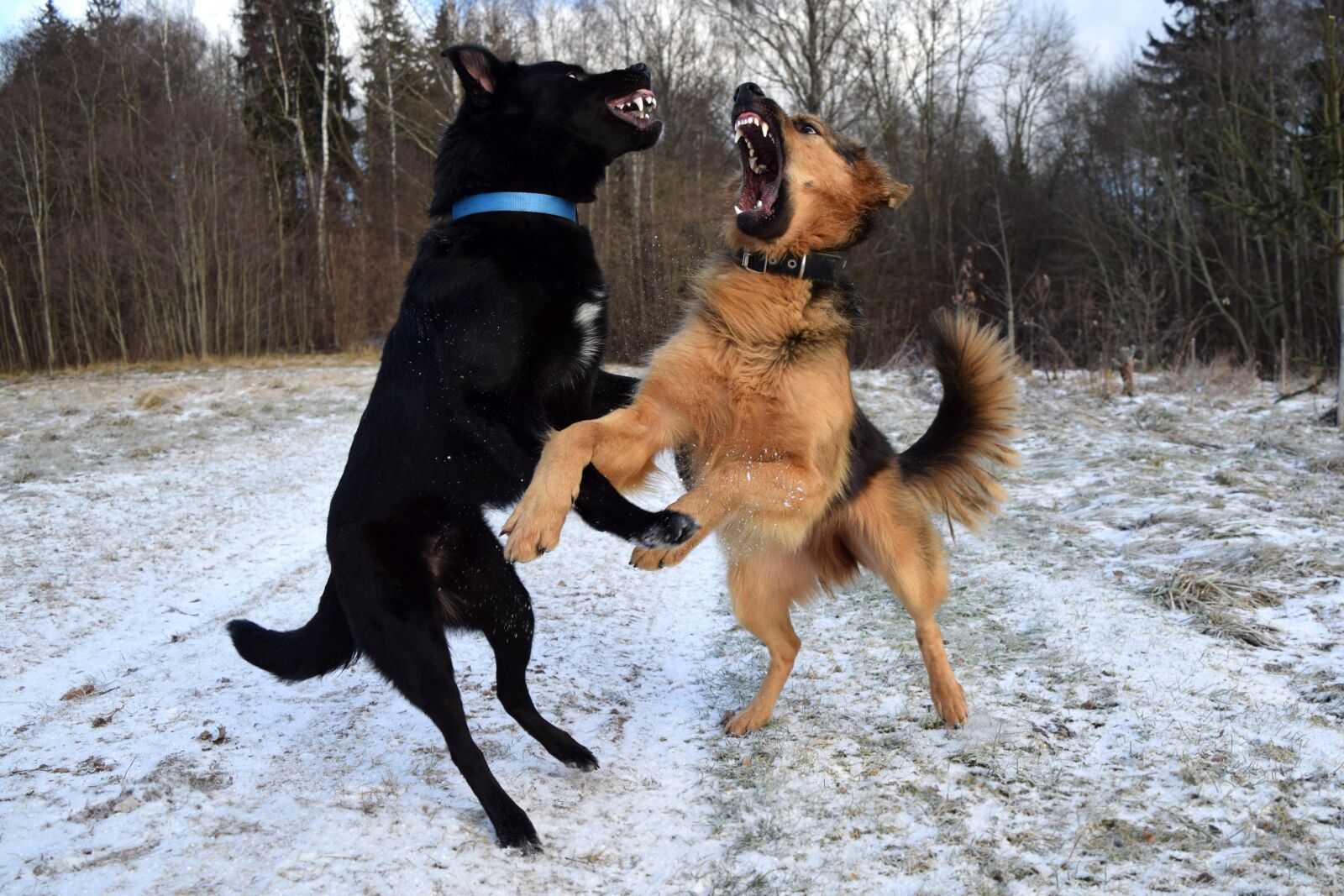 Nikon D3300 sample photo. Dogs, dogs playing, fight photography