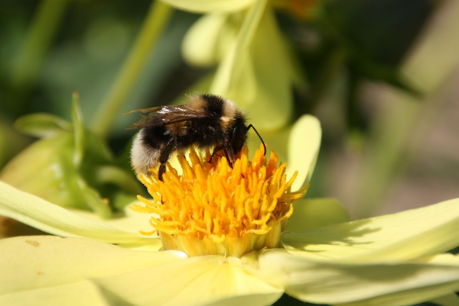 Canon EOS 450D (EOS Rebel XSi / EOS Kiss X2) sample photo. Hummel, bumblebee, bourdon photography