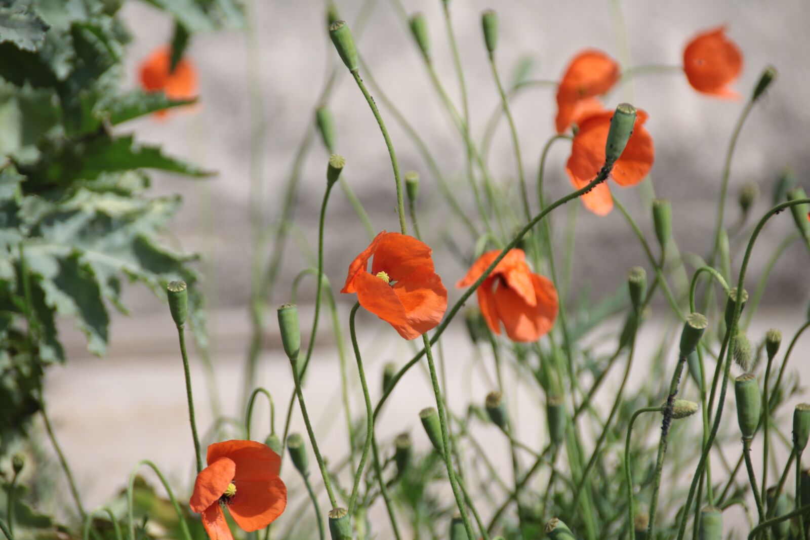 Canon EOS 50D sample photo. Poppy, red, flower photography