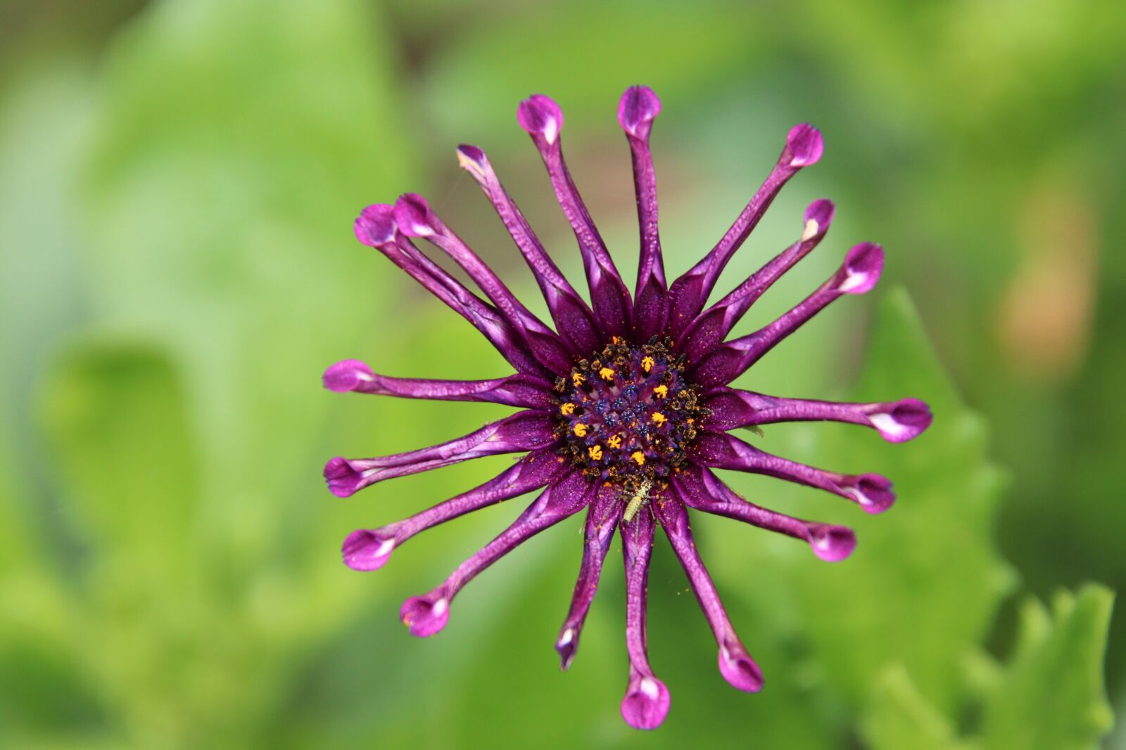 Canon EOS 800D (EOS Rebel T7i / EOS Kiss X9i) sample photo. Flowers, plants, purple photography