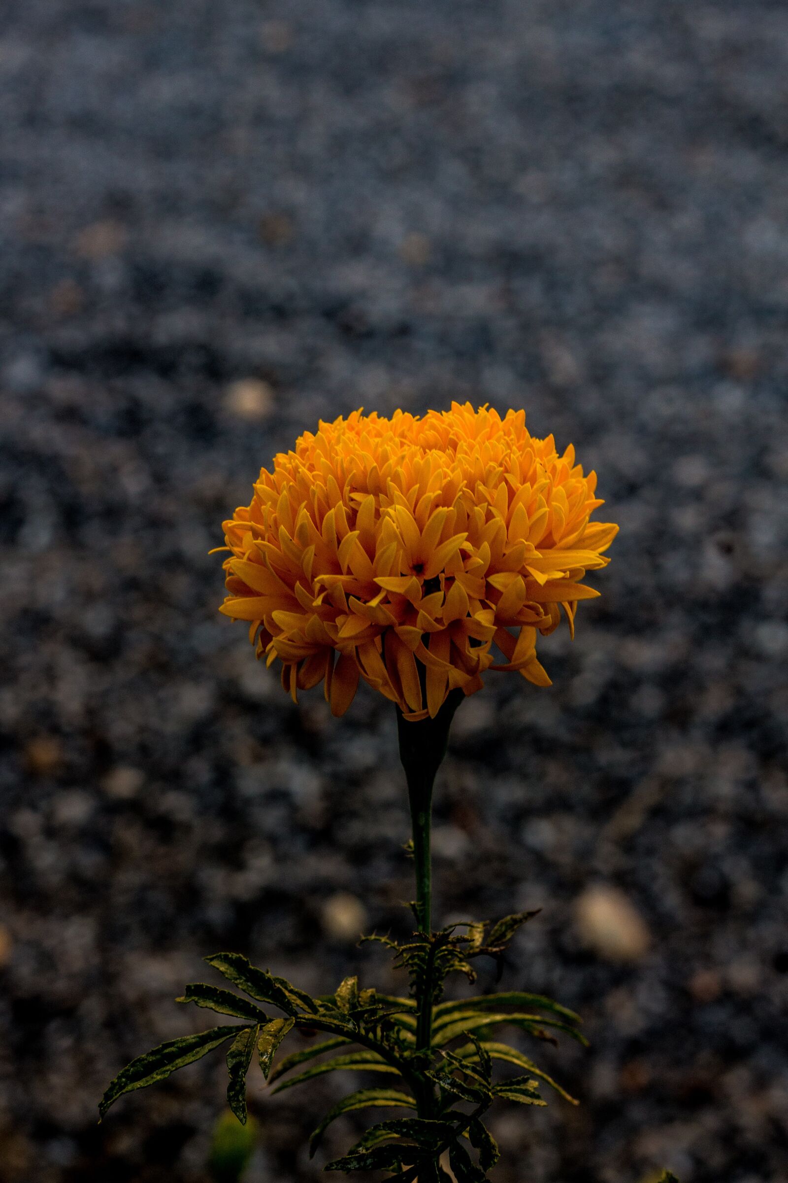 Canon EOS 700D (EOS Rebel T5i / EOS Kiss X7i) + Canon EF 50mm F1.8 STM sample photo. Marigold, flowers, marigold flower photography