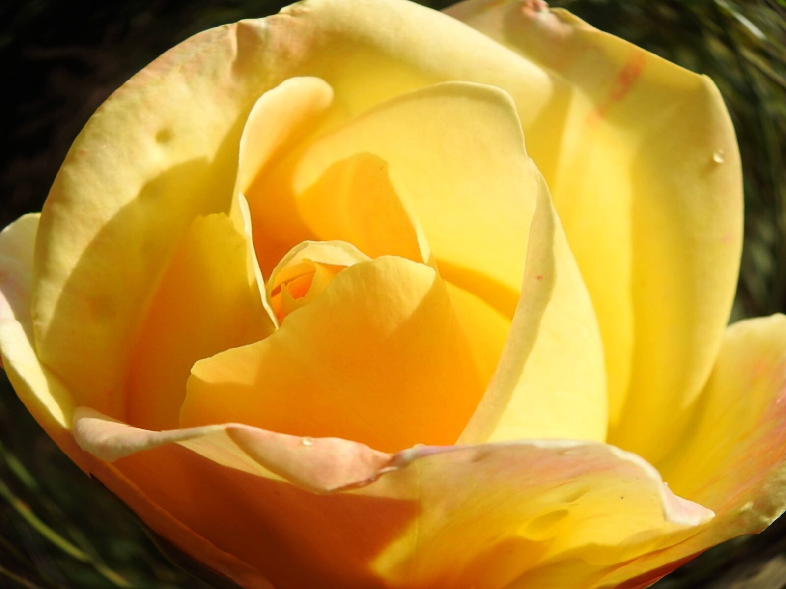 Nikon Coolpix P900 sample photo. Botany, yellow flower, yellow photography