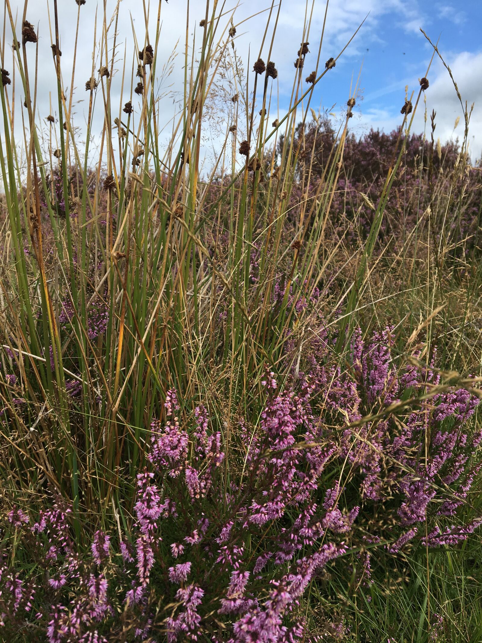 Apple iPhone 6s sample photo. England, exmoor, landscape photography