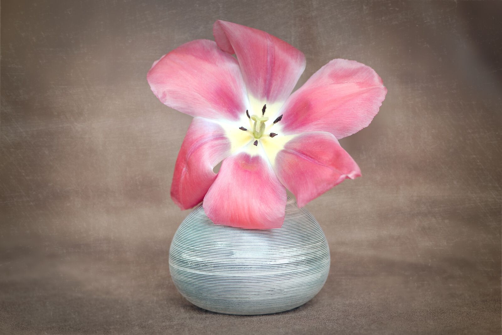 Nikon D750 sample photo. Flower, tulip, red photography