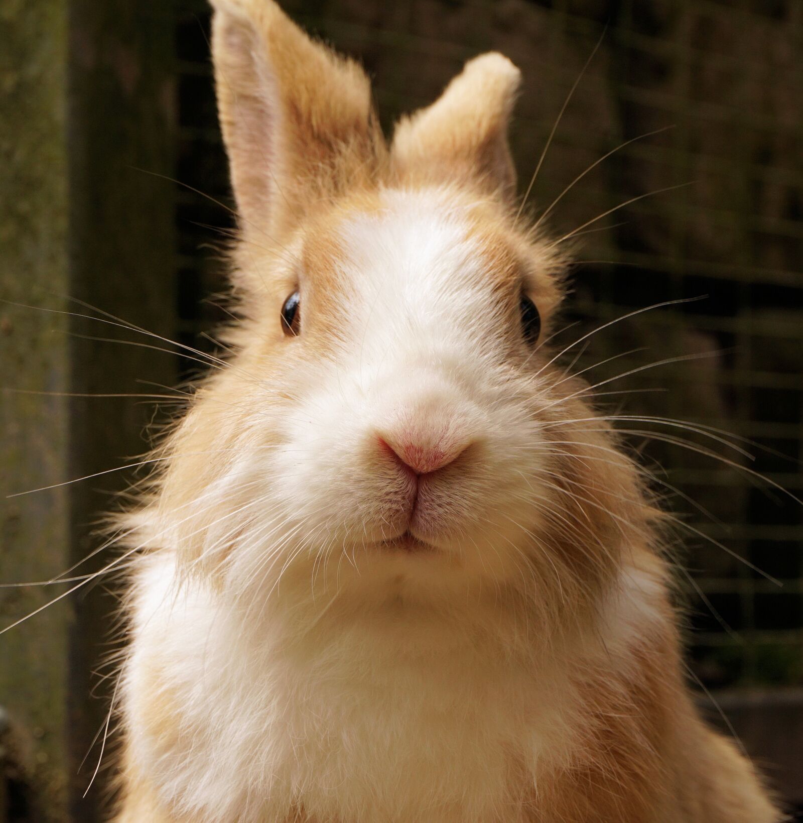 Sony a6000 sample photo. Rabbit, hare, pet photography