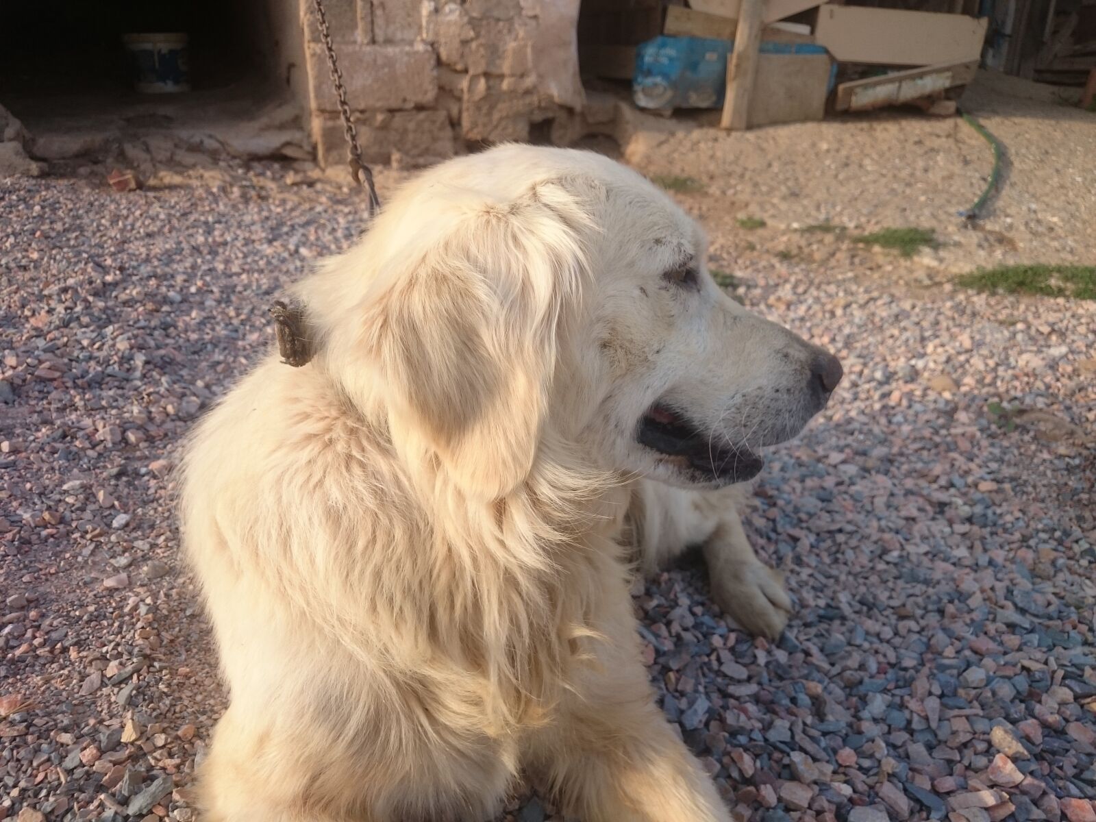 Sony Xperia Z2 sample photo. Dog, white dog, the photography