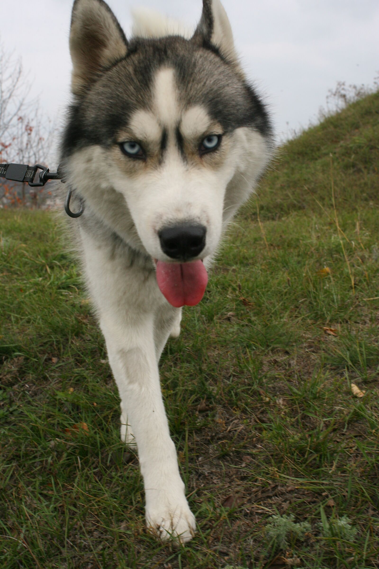 Canon EOS-1D Mark II N sample photo. Husky, siberian, dog photography