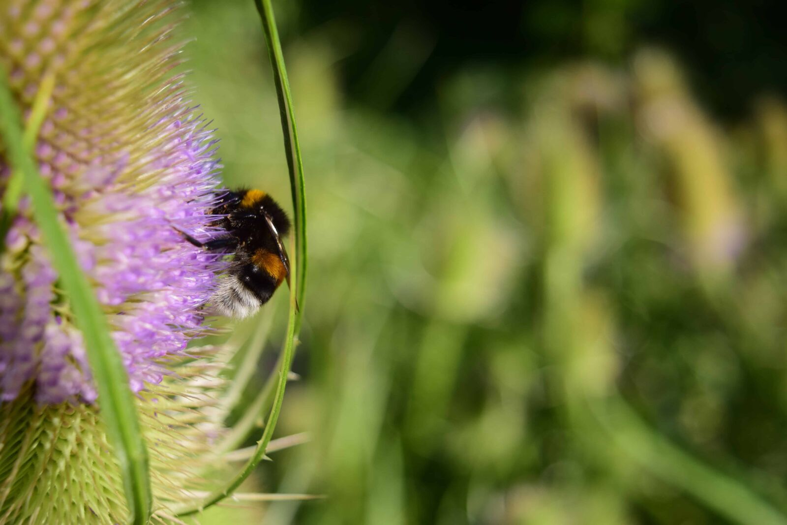 Nikon D3300 sample photo. Flora, bumblebee, flower, summer photography