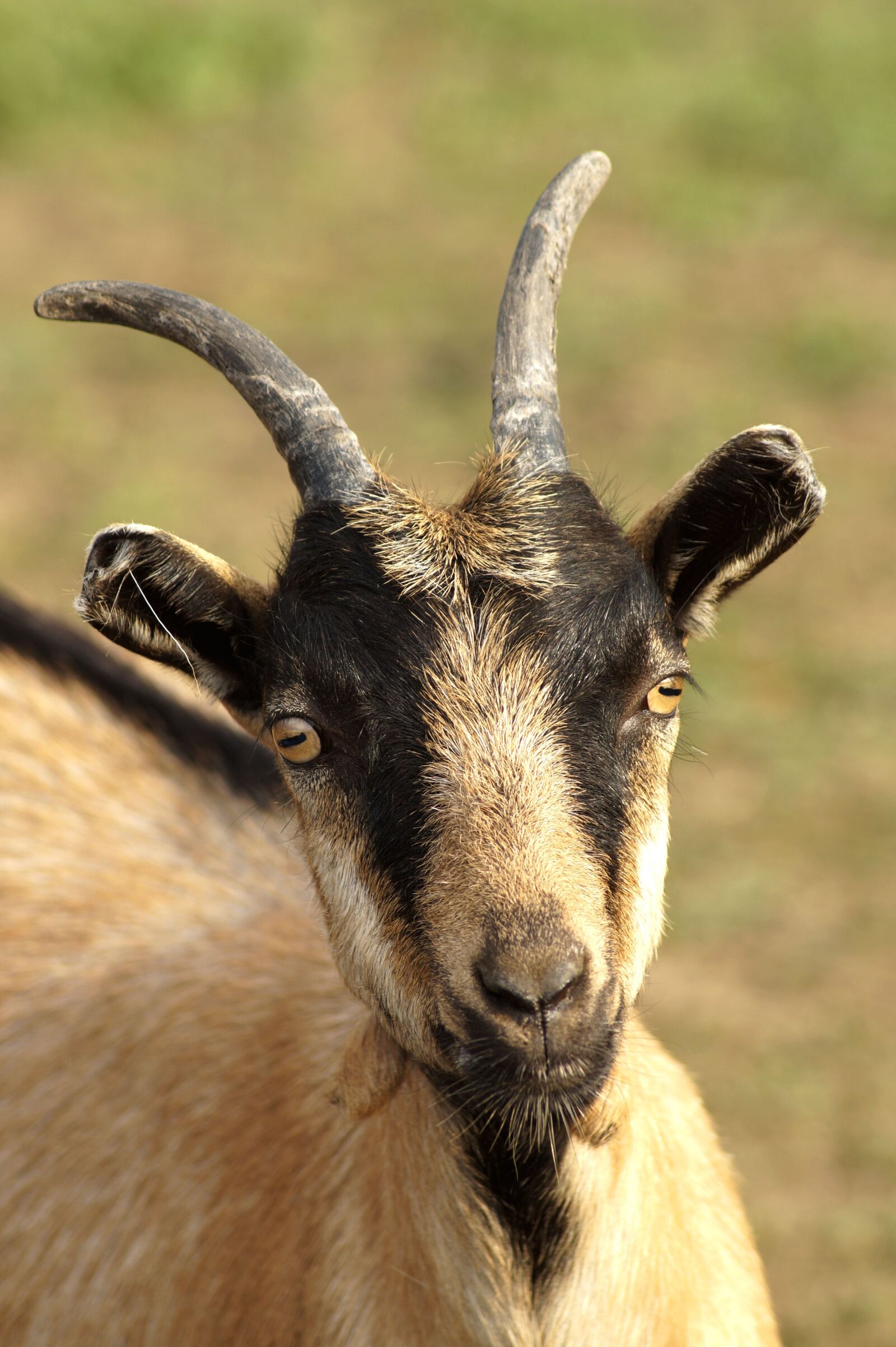 Sony SLT-A58 sample photo. Goat, animal, horns photography