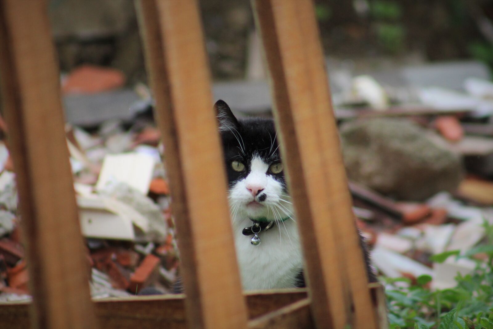 Canon EF75-300mm f/4-5.6 sample photo. Cat, hunter, posing photography