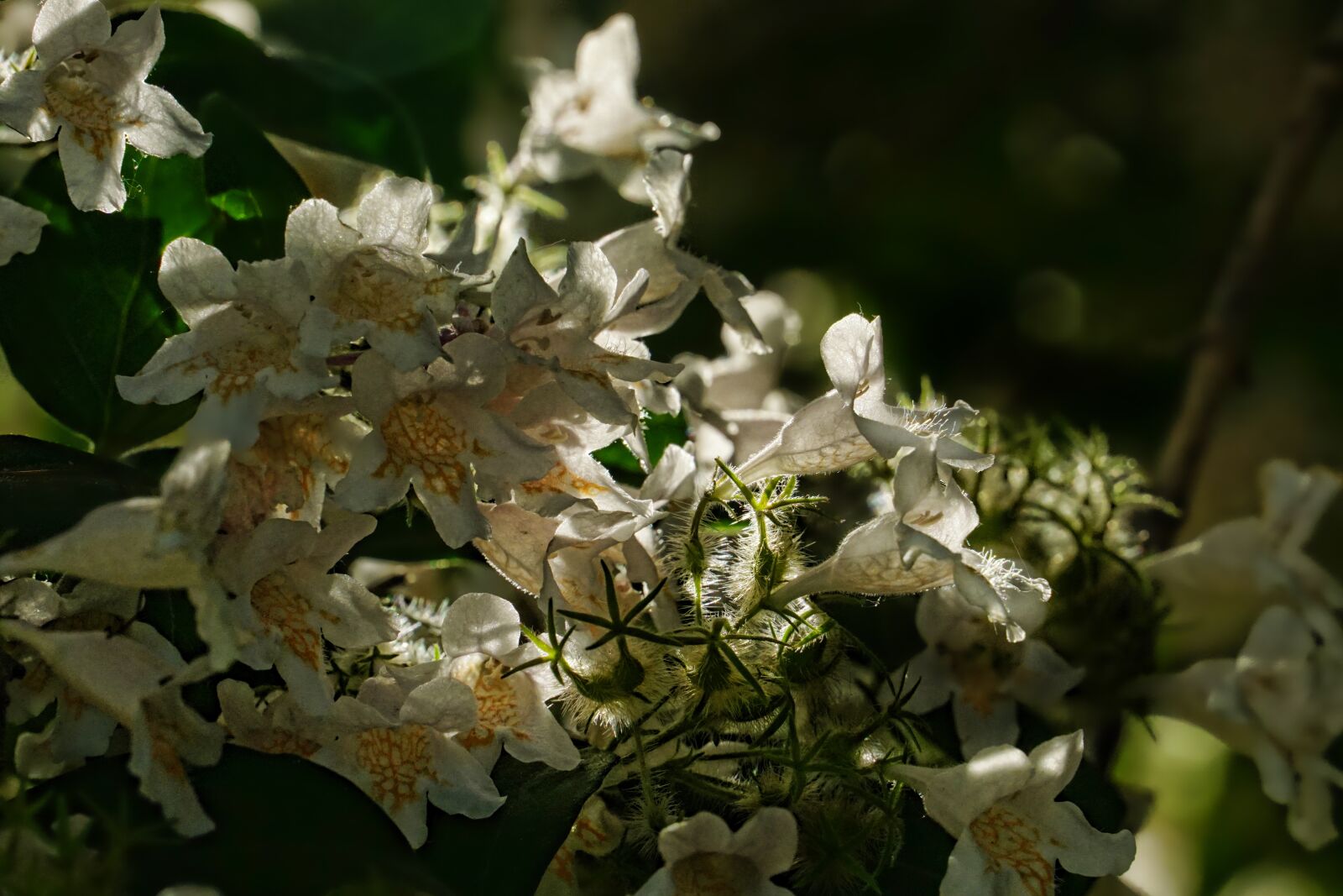 Sony a6000 sample photo. Spring, flowering shrub, backlighting photography