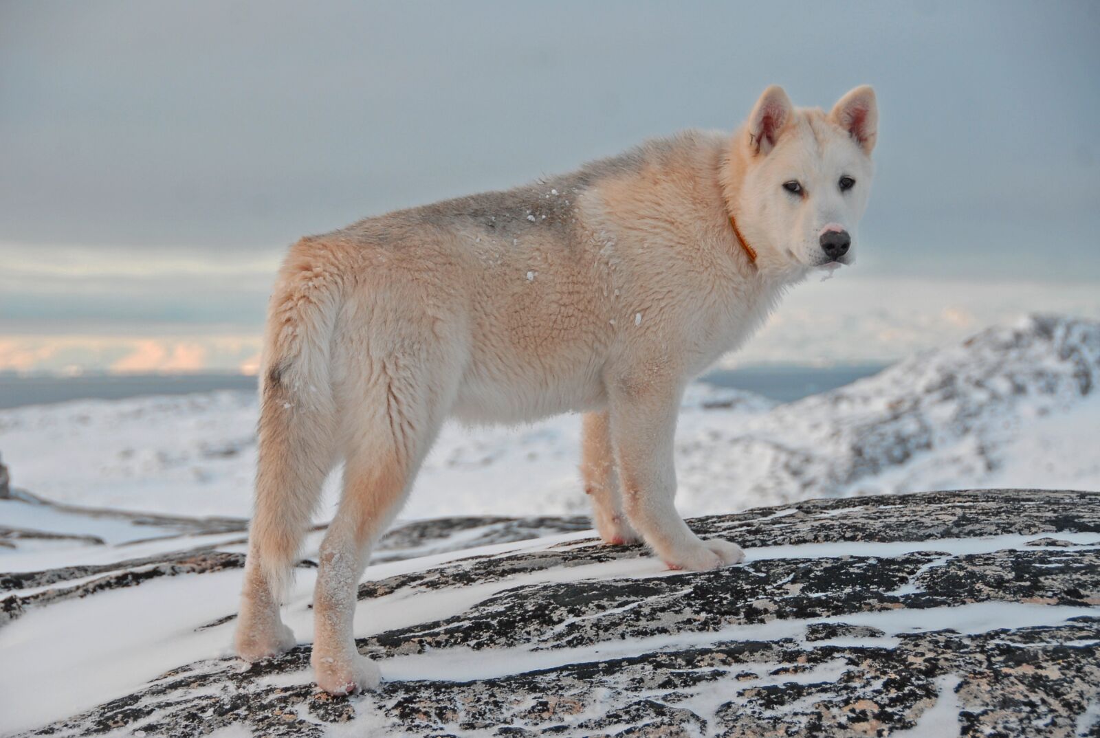 Nikon D200 sample photo. Greenland dog, dog, greenland photography
