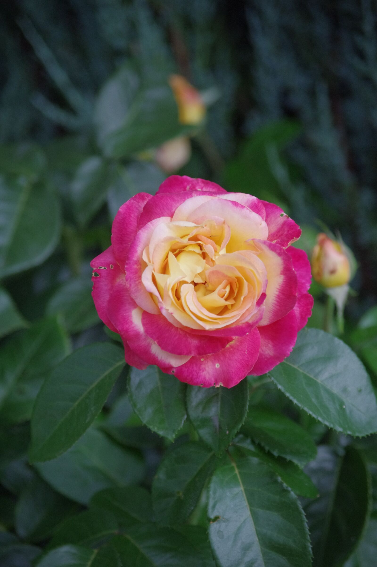 Pentax K-r sample photo. Pink, flowers, summer photography