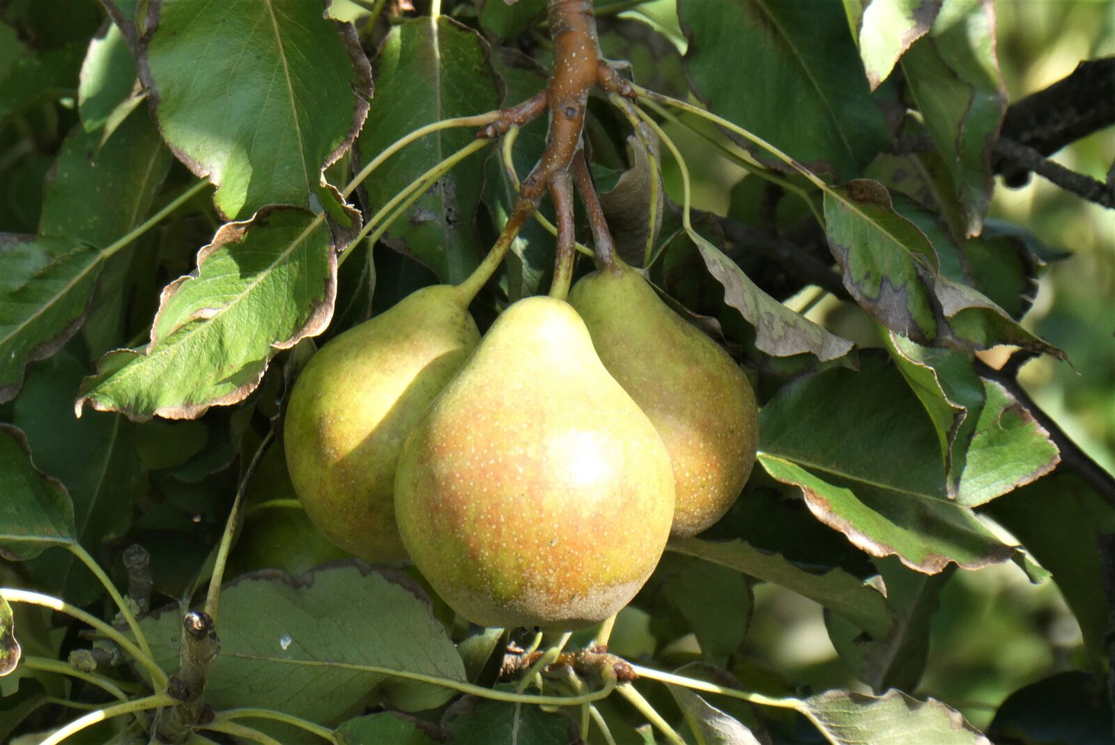 Panasonic Lumix DC-ZS70 (Lumix DC-TZ90) sample photo. Pears, fruit, tree photography