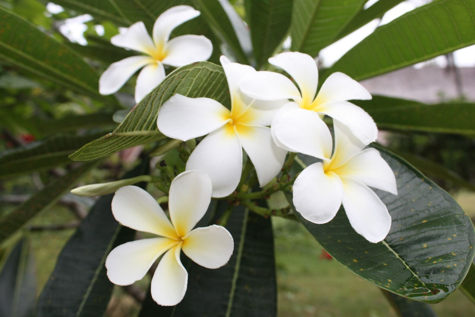 Canon EOS 450D (EOS Rebel XSi / EOS Kiss X2) sample photo. More information, flowers, frangipani photography