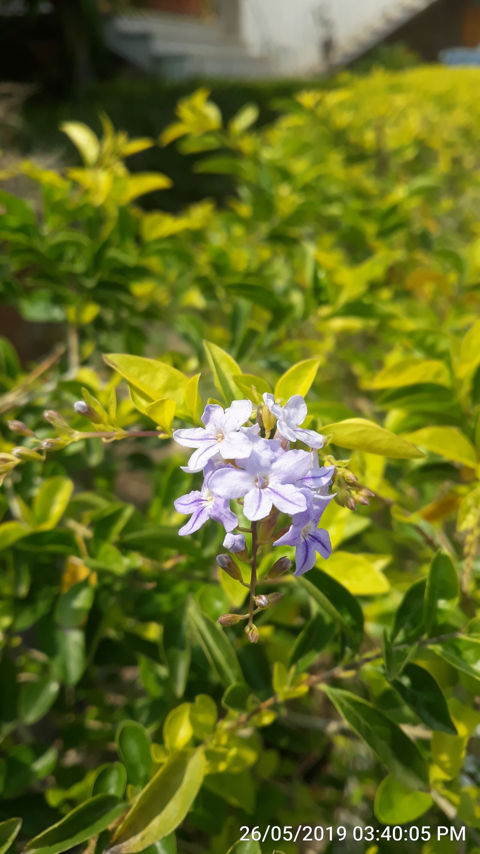 Samsung Galaxy J7 Pro sample photo. Flor, paisaje, planta photography