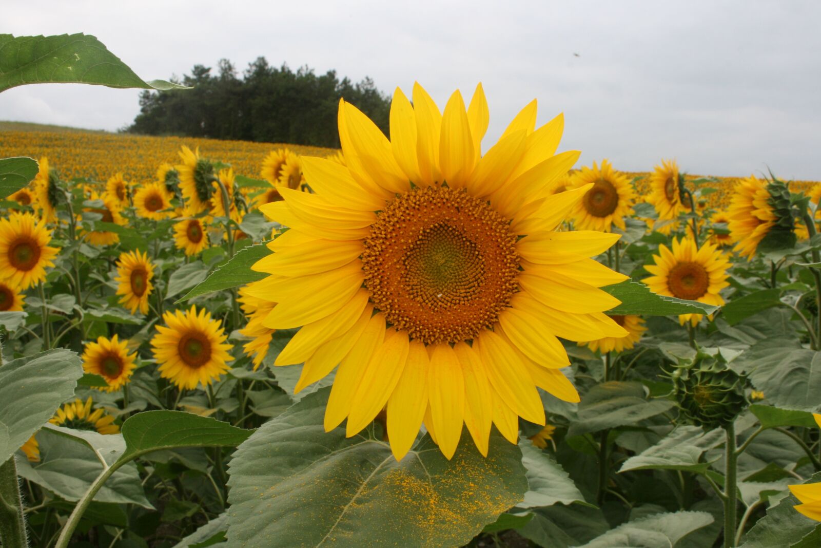 Canon EOS 400D (EOS Digital Rebel XTi / EOS Kiss Digital X) sample photo. Sunflower, flower, yellow photography