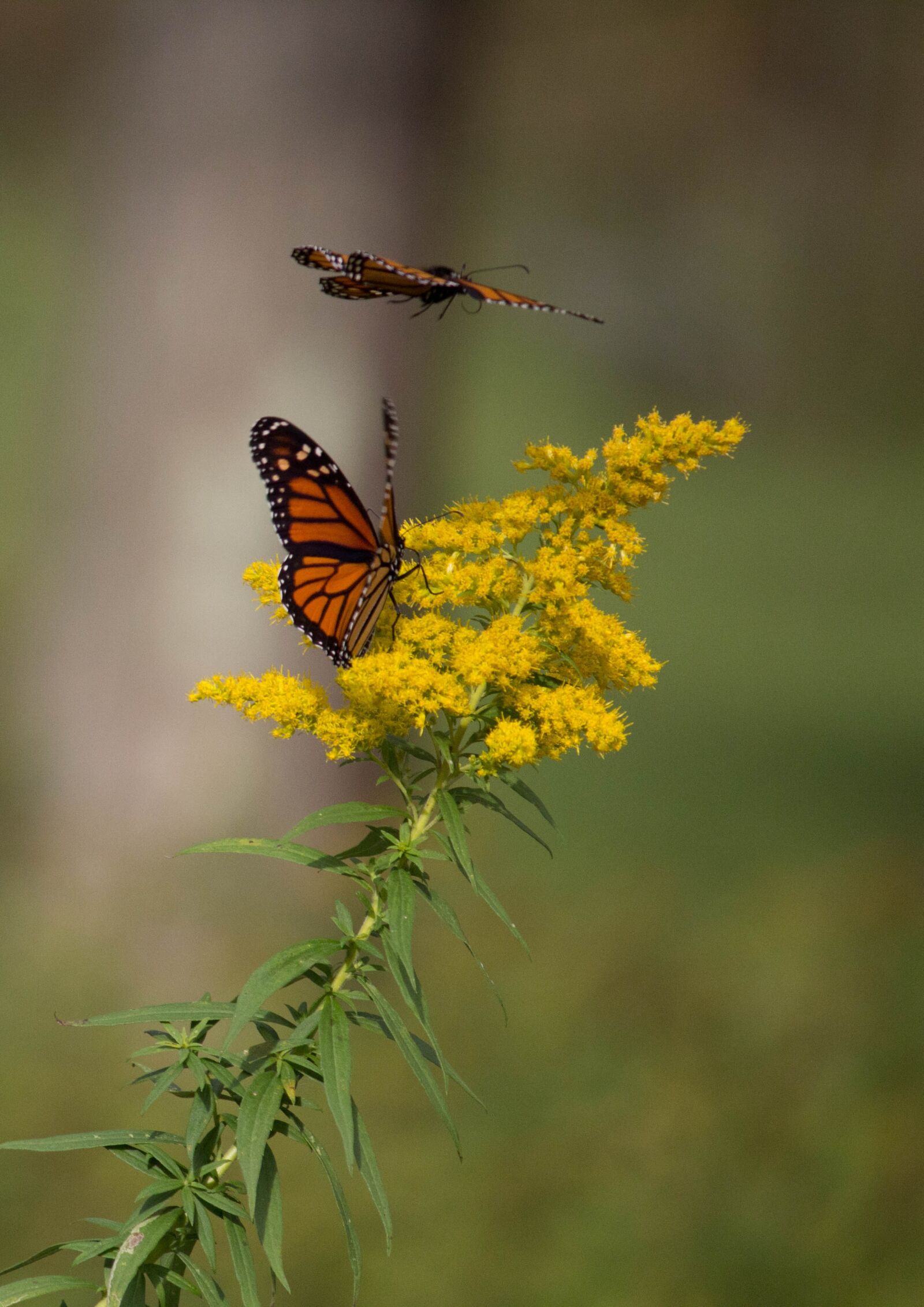 Canon EOS 600D (Rebel EOS T3i / EOS Kiss X5) sample photo. Butterfly, nature, insect photography