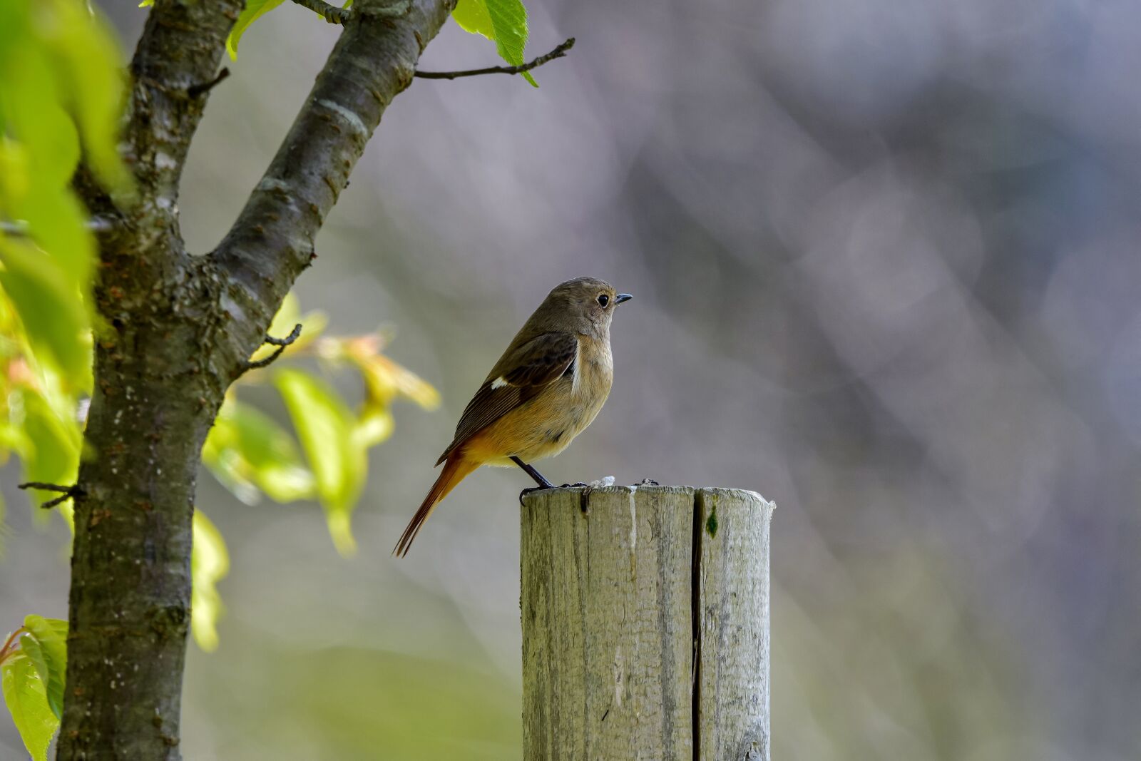 Nikon D7200 sample photo. Animal, forest, wood photography