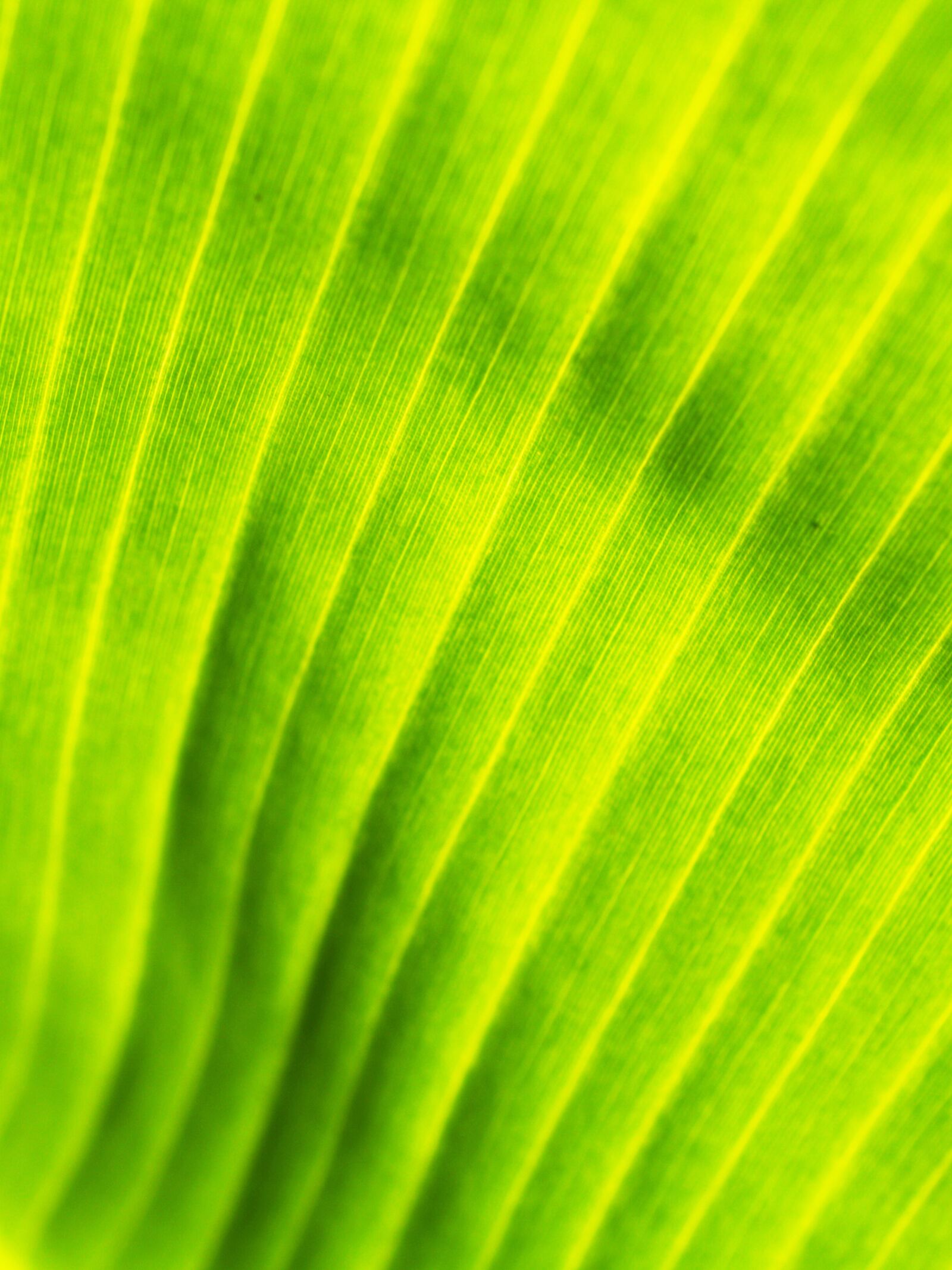 Olympus E-300 (EVOLT E-300) sample photo. Background, banana, leaves, drop photography