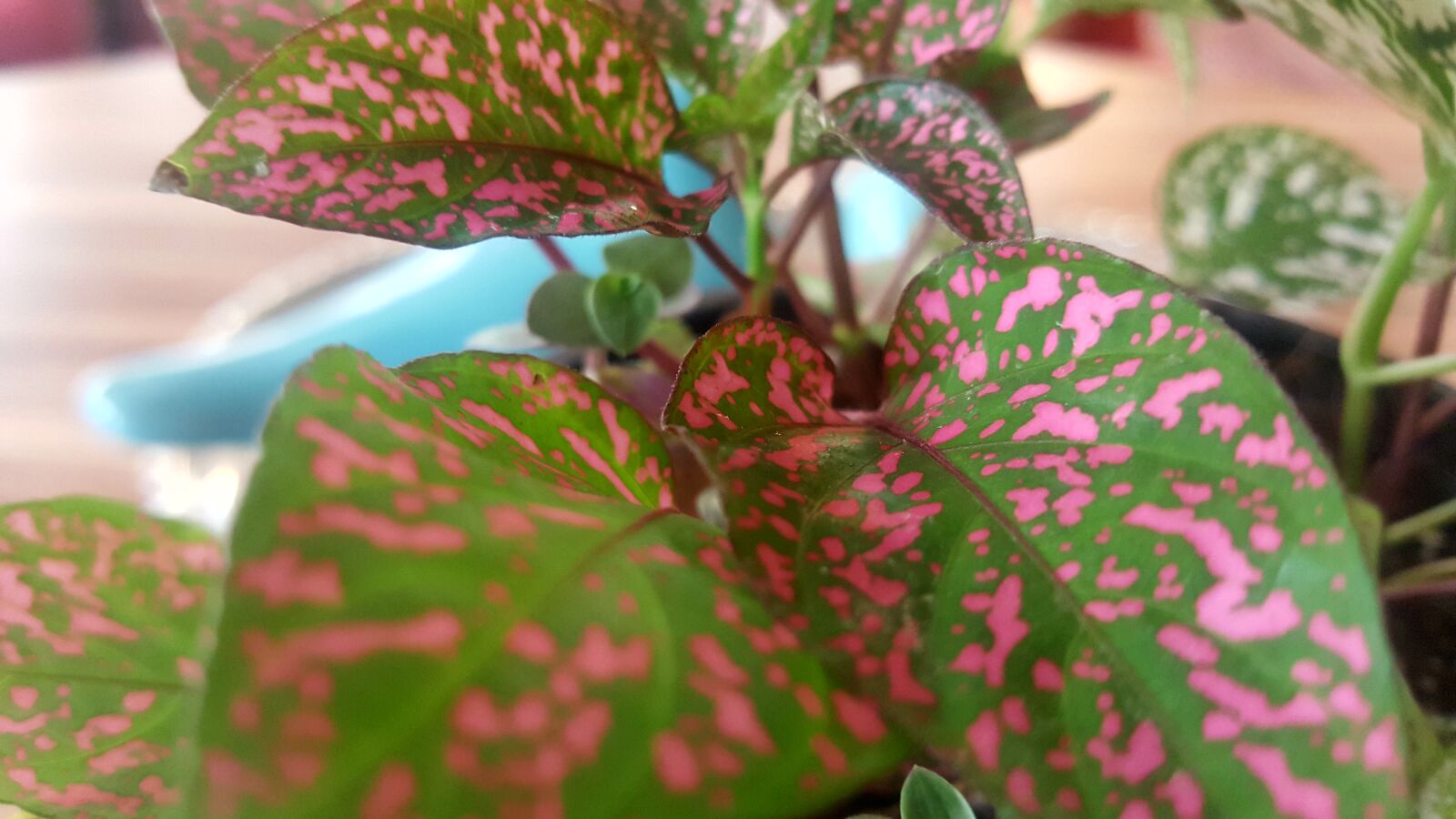 Samsung GALAXY S6 edge sample photo. Green, leaf, leaf, pink photography