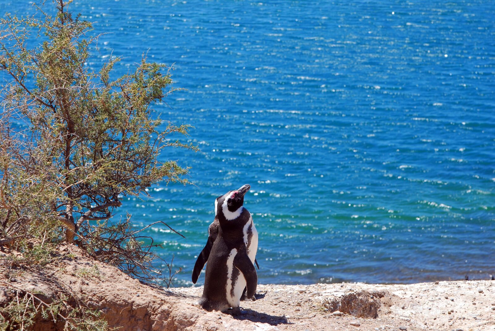 Nikon D80 sample photo. Penguin, patagonia, argentine photography