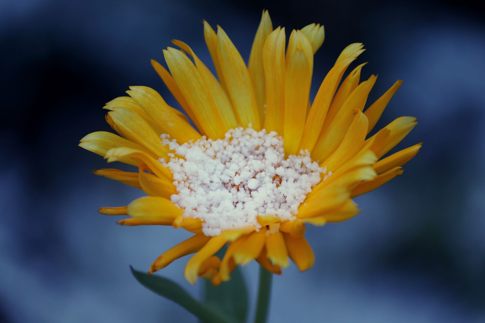 Canon EOS 200D (EOS Rebel SL2 / EOS Kiss X9) sample photo. Arnica, arnica montana, blossom photography
