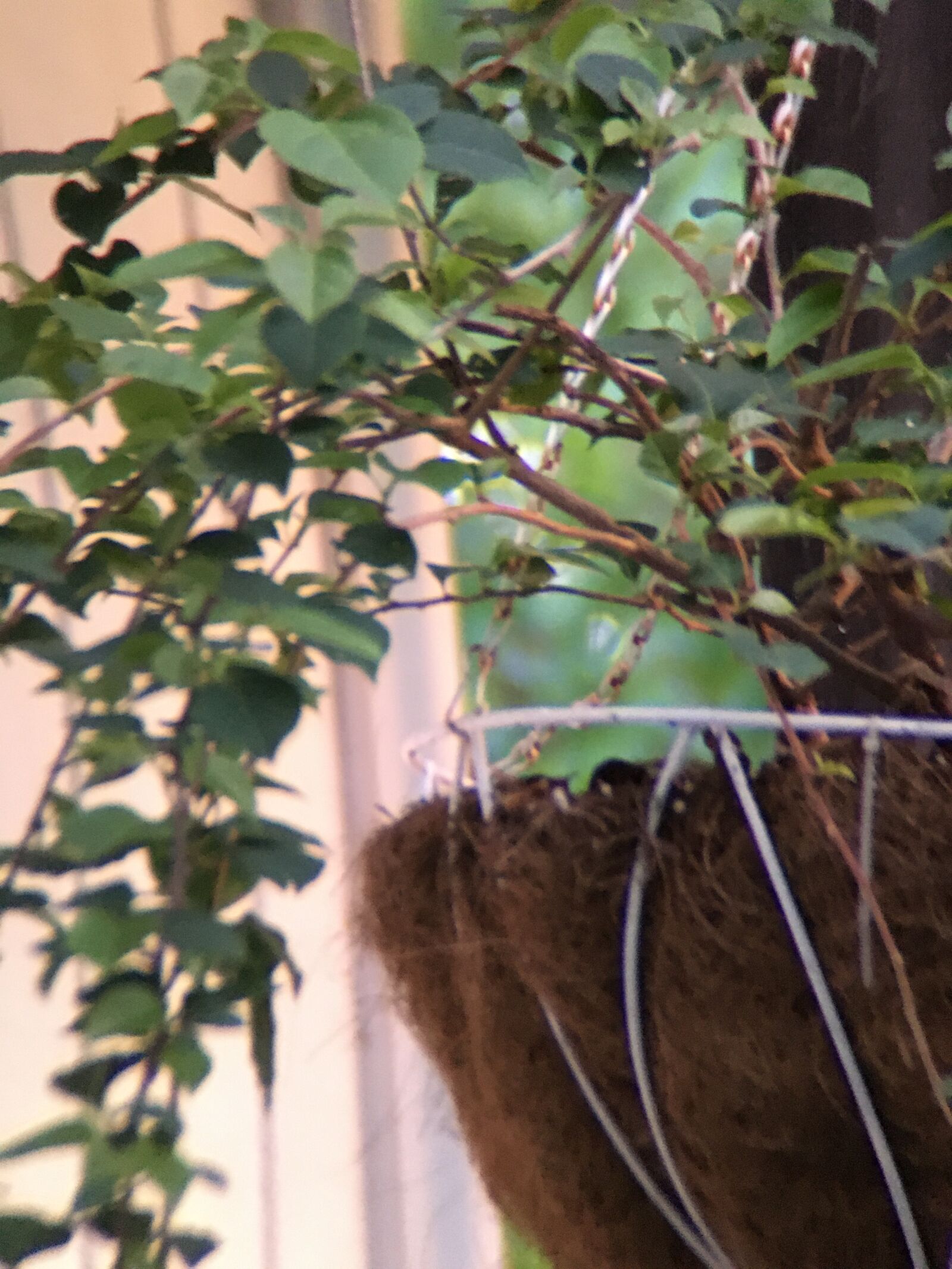 Apple iPhone 6s sample photo. Bougainvillea, hanging basket, veranda photography