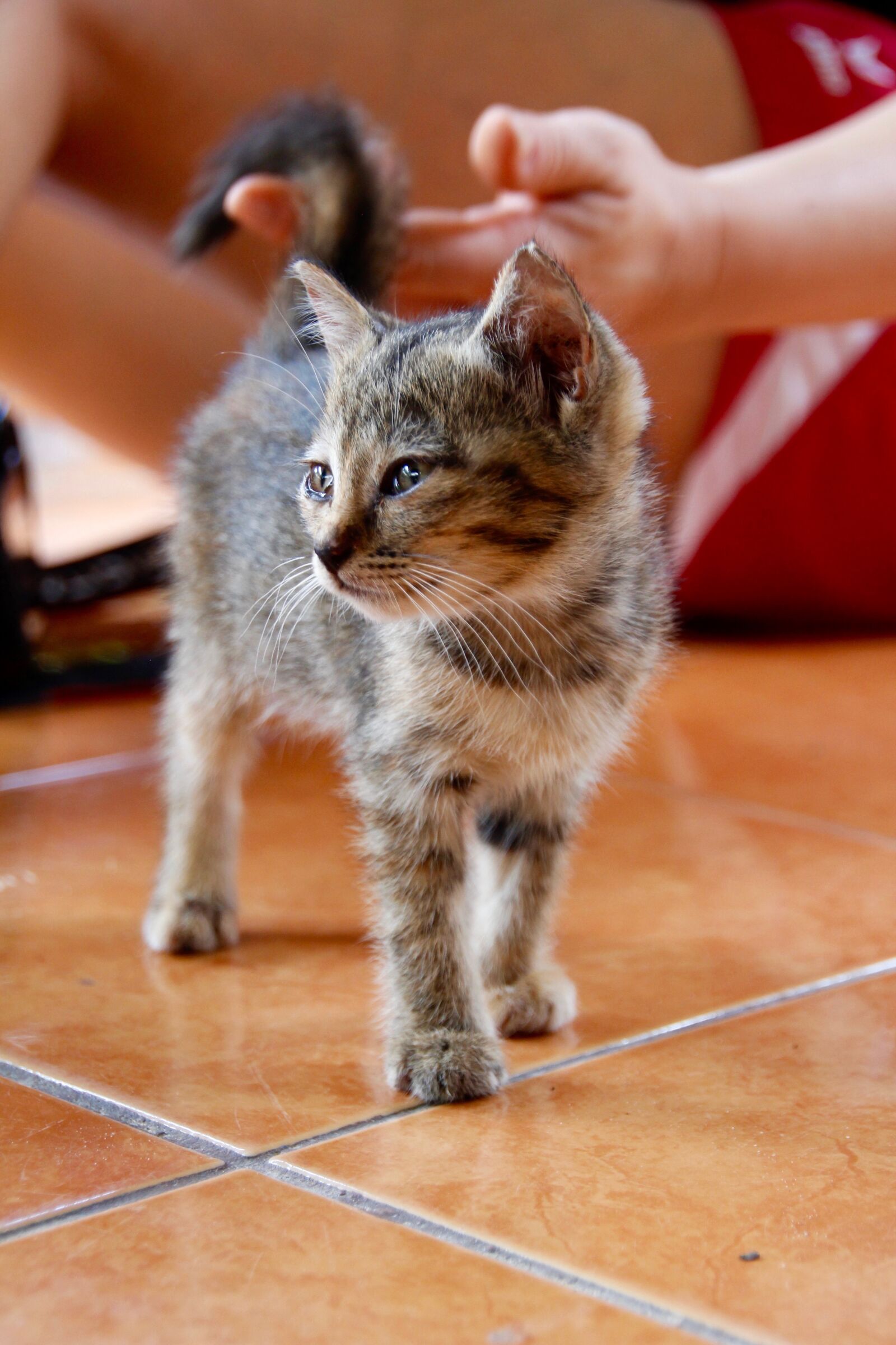 Canon EOS 60D sample photo. Cat, kitten, cat baby photography
