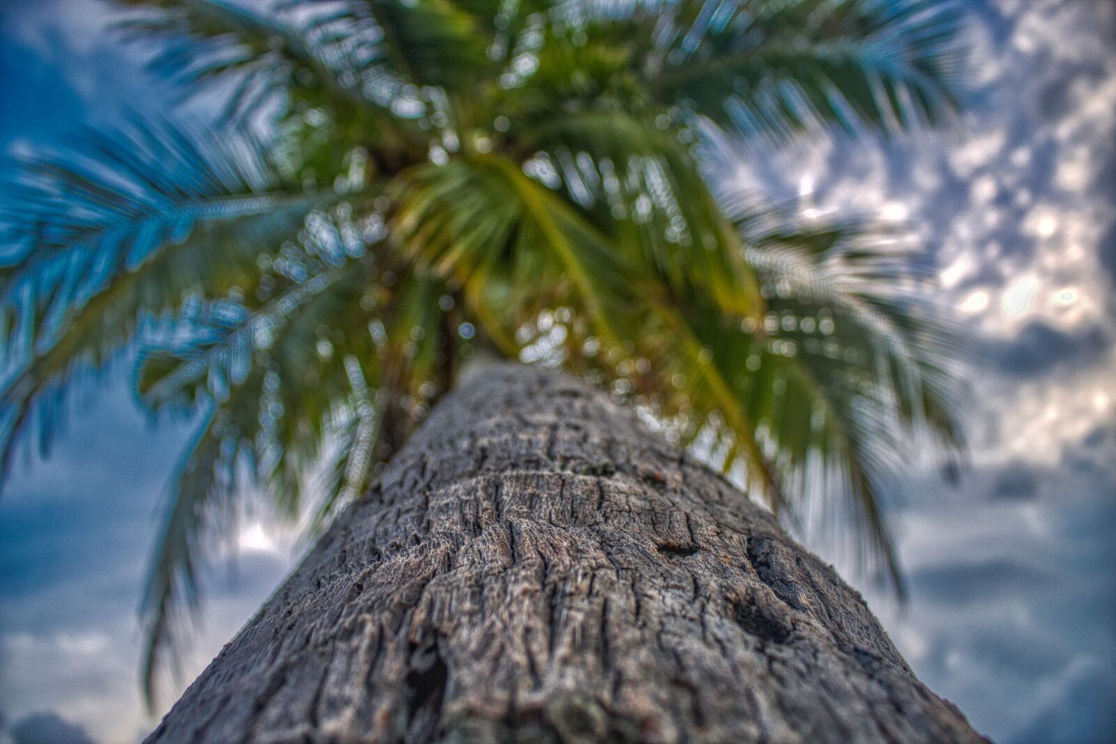 Canon EOS 750D (EOS Rebel T6i / EOS Kiss X8i) sample photo. Paradise, palm, tropics photography
