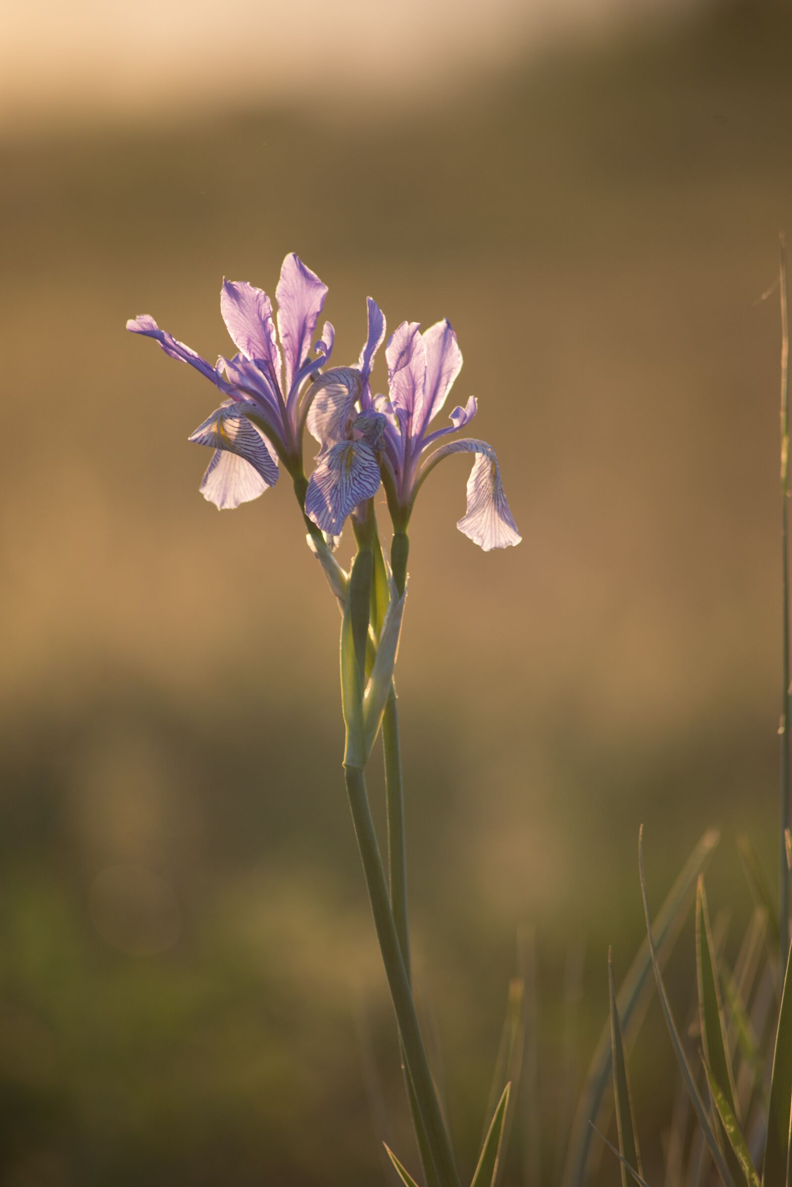 Nikon D610 sample photo. Happy, landscape, farm photography