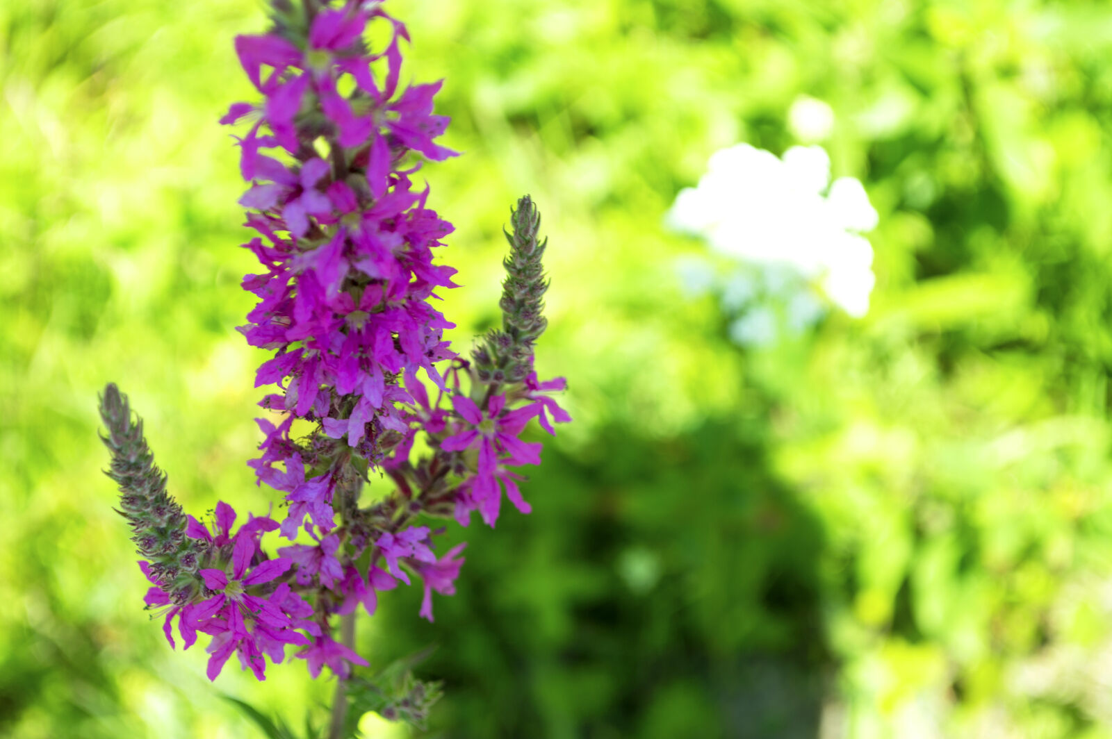 Nikon D3200 sample photo. Detail, flower, grass, green photography