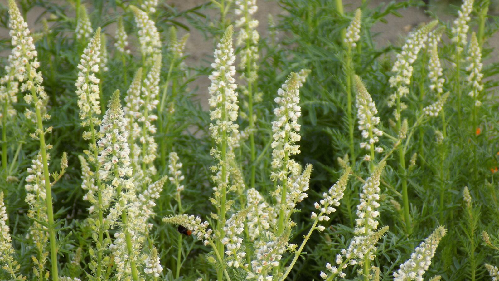 Nikon COOLPIX L330 sample photo. Flowers of the field photography