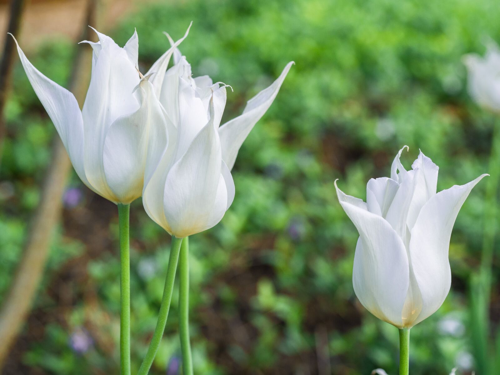 Panasonic DMC-G81 sample photo. Flower, tulip, flowers photography