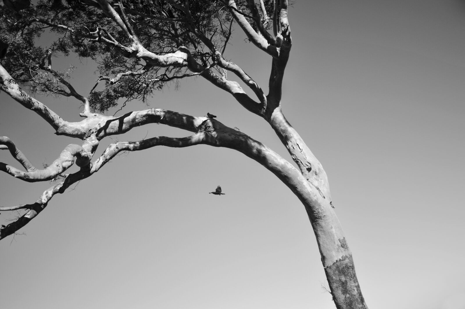 Nikon D3200 sample photo. Nature, tree, branch photography