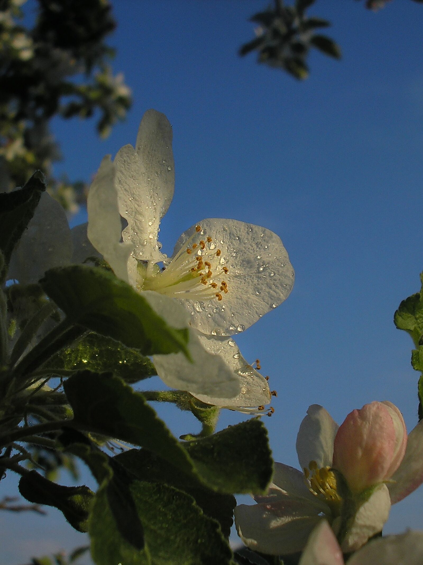 Olympus X550,D545Z,C480Z sample photo. Apple tree, flower, spring photography