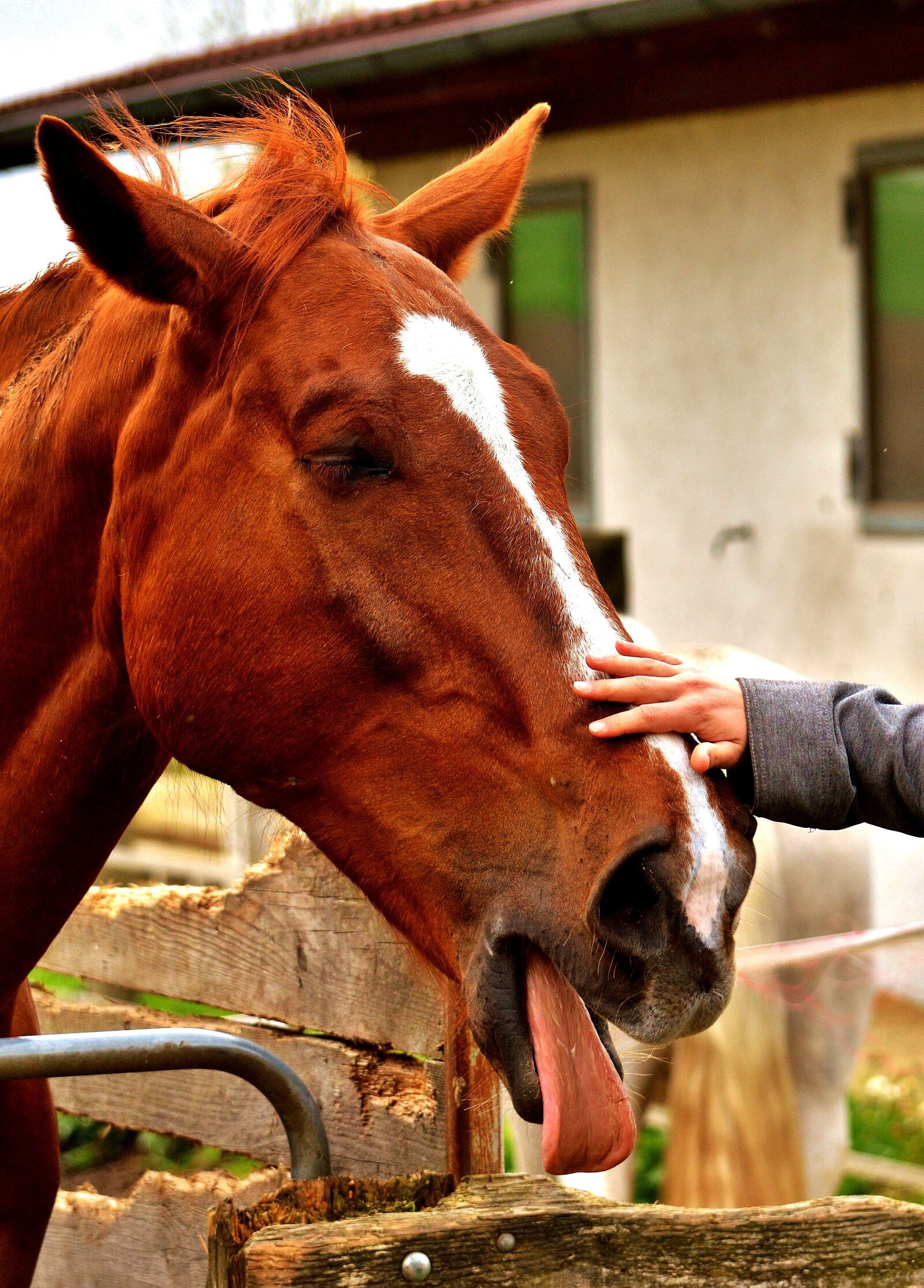 Nikon D3200 sample photo. Horse, cheeky, stroke photography