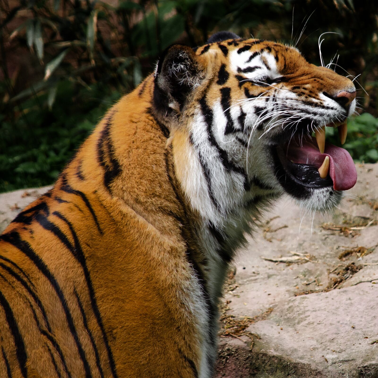 Nikon D5100 sample photo. Tiger, big cat, predator photography