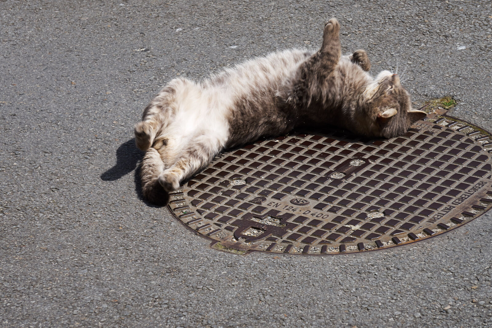 Sony E 55-210mm F4.5-6.3 OSS sample photo. Animal, de, compagnie, chat photography