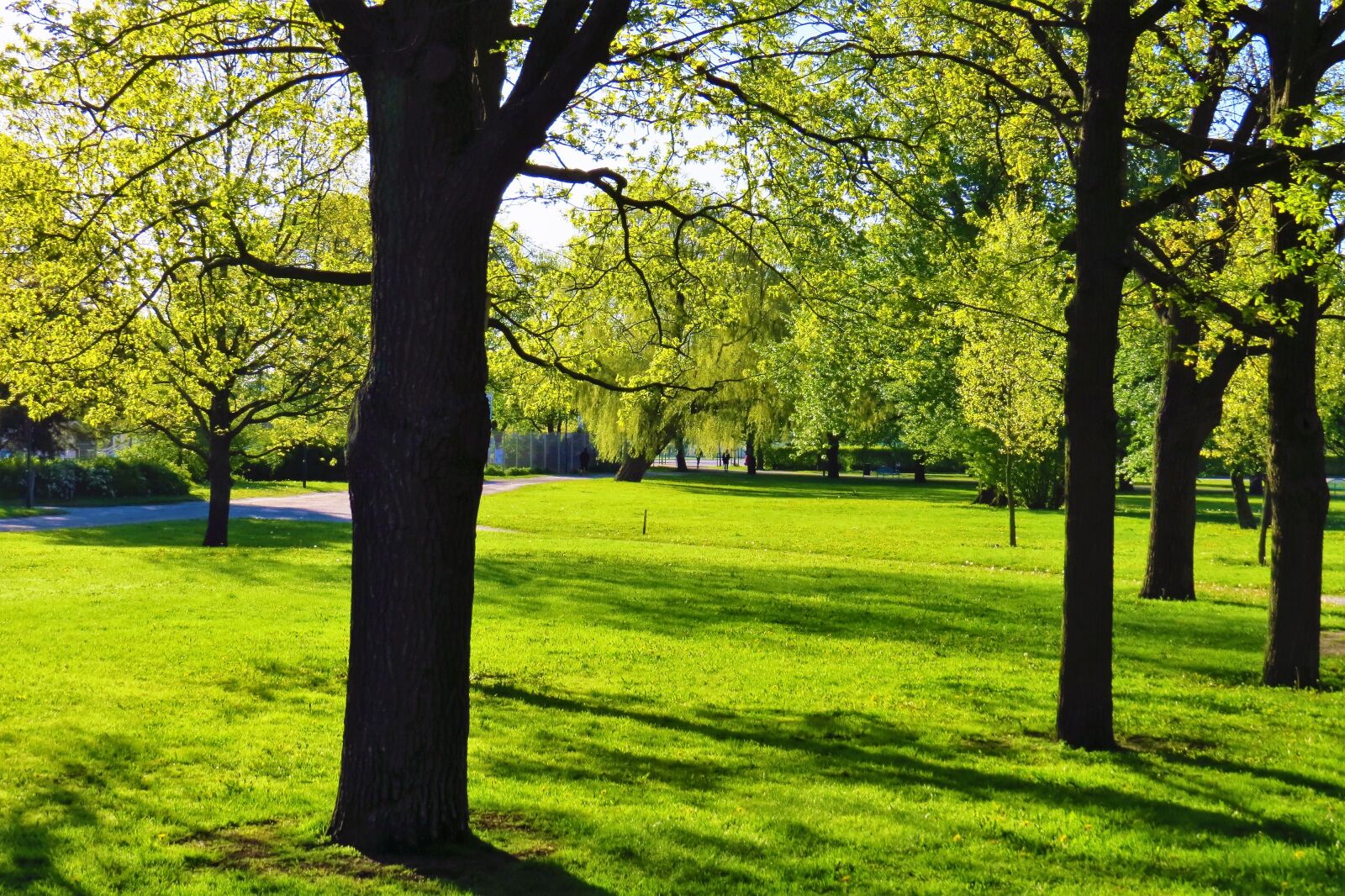 Canon PowerShot SX50 HS sample photo. Park, spring, tree photography