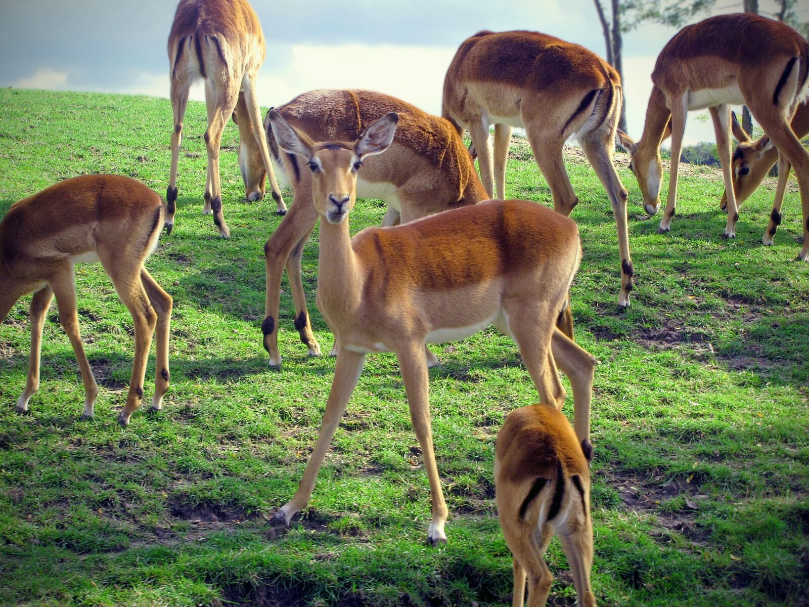 Canon PowerShot SX10 IS sample photo. Impala, herd, rooibok photography
