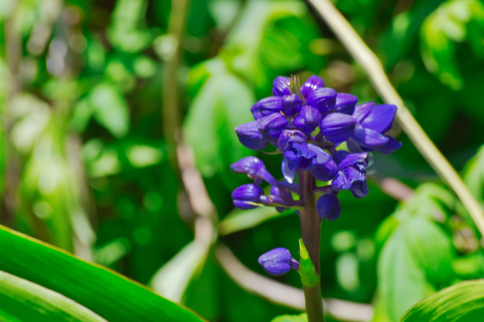 Nikon D3200 sample photo. Costa rica, flowers, garden photography