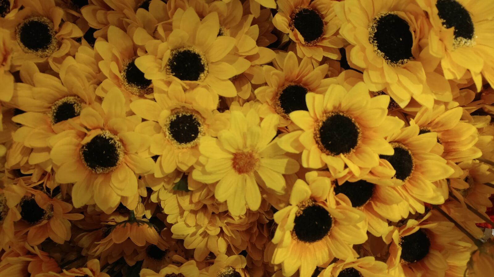 LG G5 sample photo. Given, sunflower, flowers photography