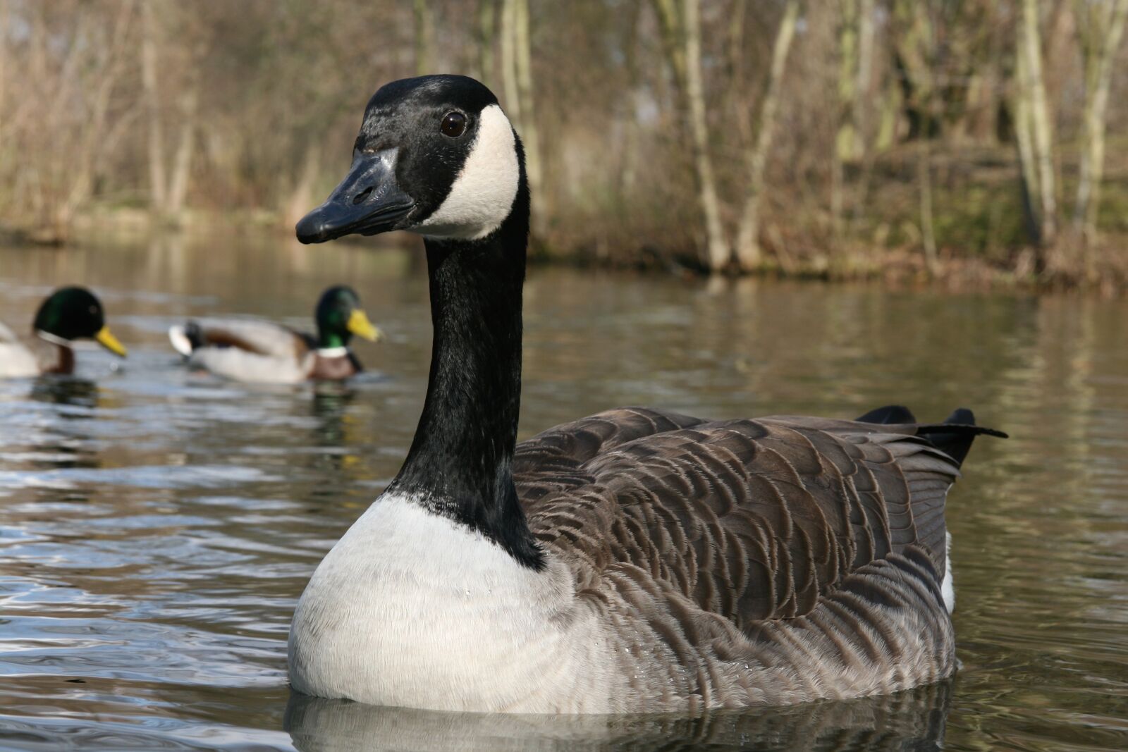 Canon EOS 400D (EOS Digital Rebel XTi / EOS Kiss Digital X) sample photo. Water bird, goose, canada photography
