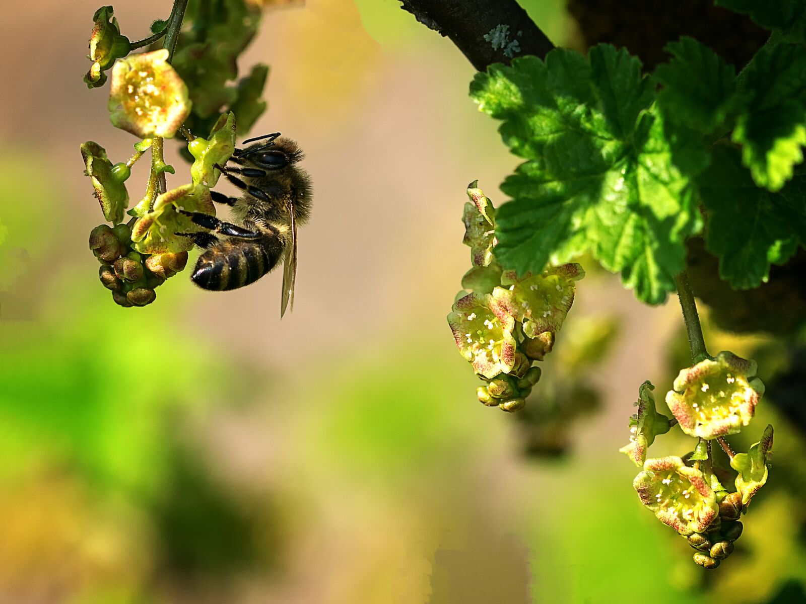 Nikon D5300 sample photo. Bee, macro, close-up photography photography