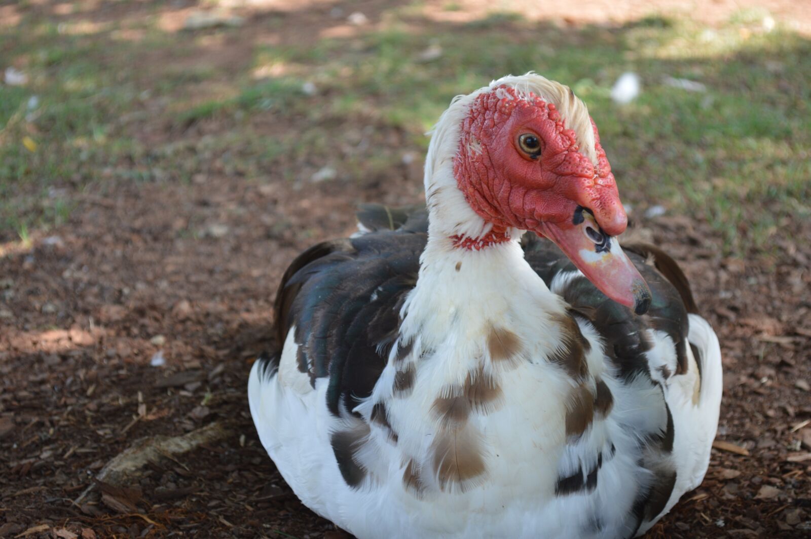 Nikon D3200 sample photo. Muscovy, duck, bird photography