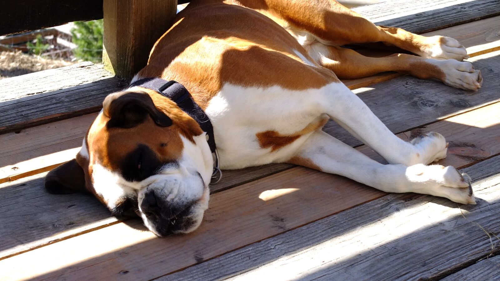 Fujifilm X10 sample photo. Dog, animal, sun photography