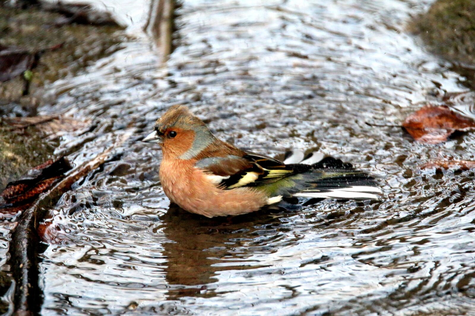 Canon EOS 70D sample photo. Chaffinch, bach, bird photography